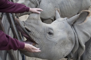 321-0469 Safari Park - Black Rhinos - Lois feeding